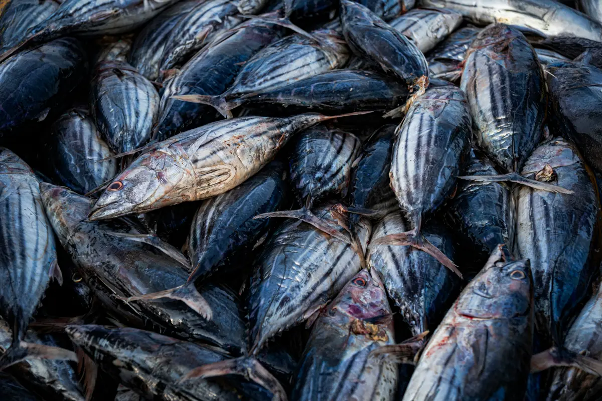 Skipjack Tuna — Fishing NZ's Southern Limit