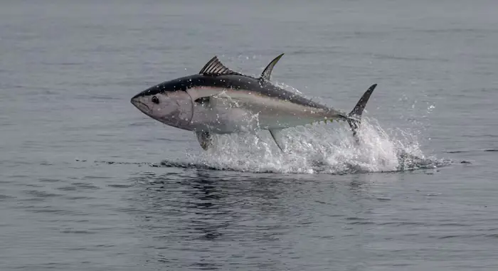 What Makes a Tuna a Tuna?
