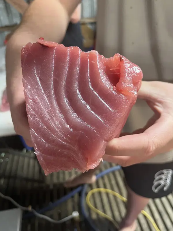 Caring for a Landed Tuna — Why Speed Matters