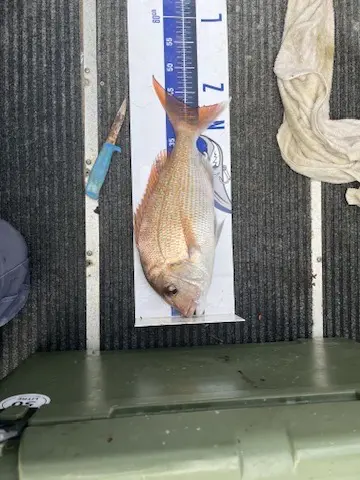 Kingfish