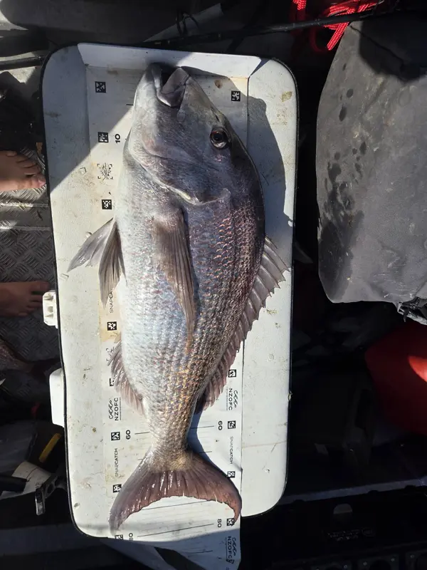 Snapper