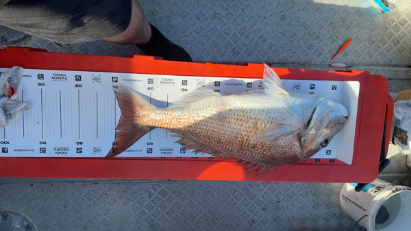 Snapper