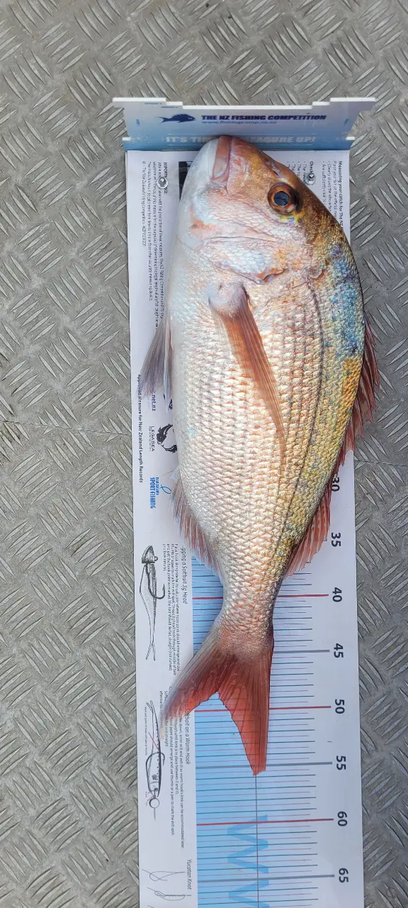 Snapper