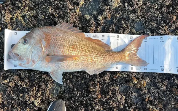 Snapper