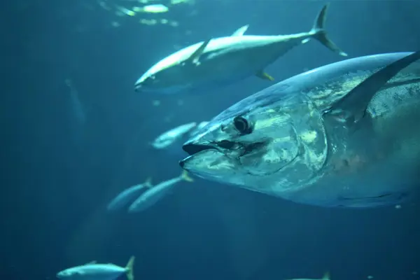 Southern Bluefin Tuna — NZ's Comeback Fishery