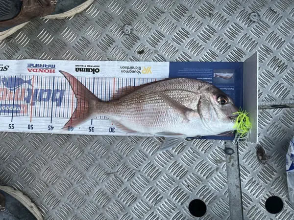 Trevally