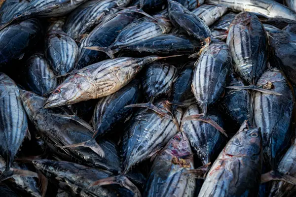 Skipjack Tuna — Fishing NZ's Southern Limit
