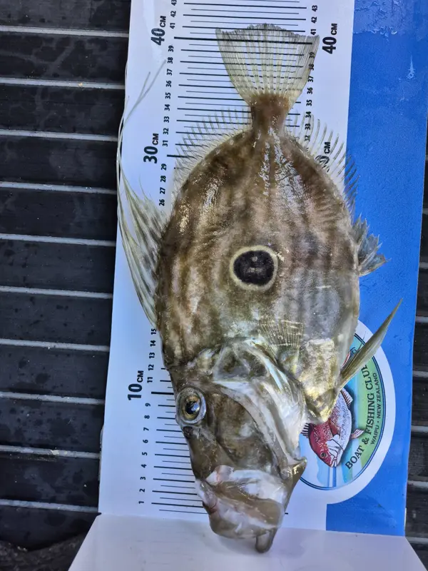 John Dory