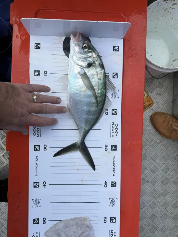 Trevally