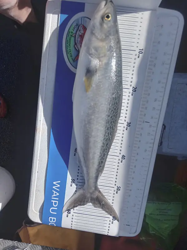 Kahawai