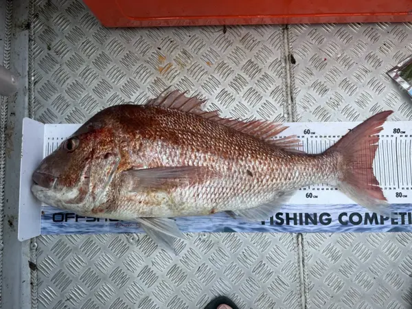 Snapper