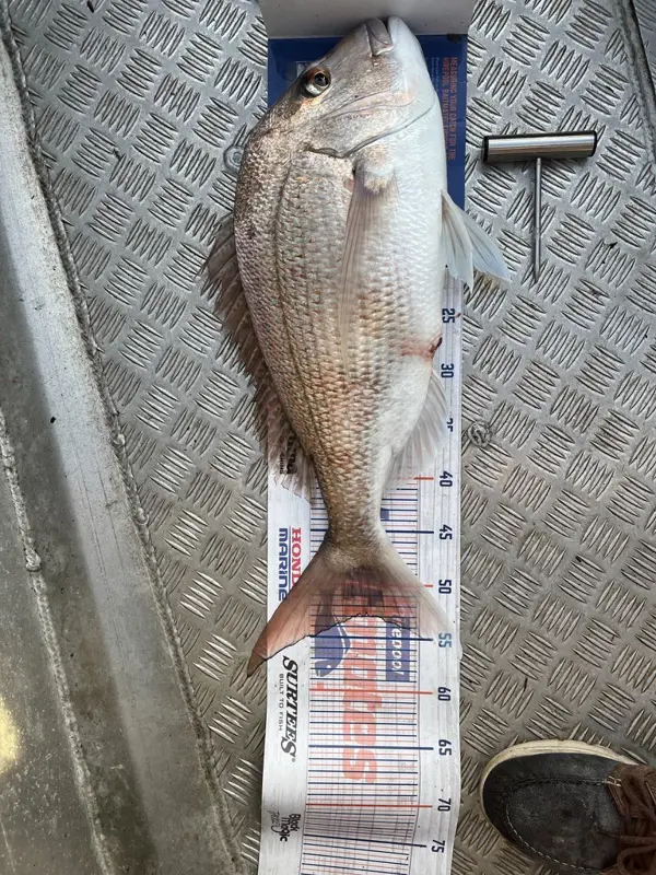 Snapper