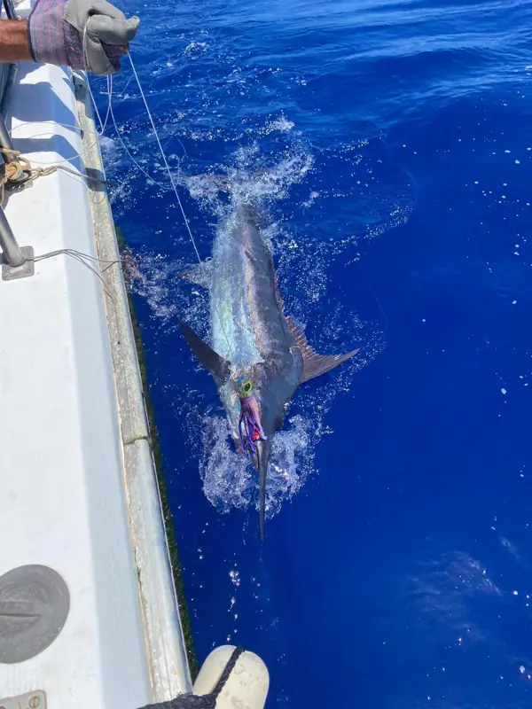 How to Run a Gamefish Tournament with Fisho
