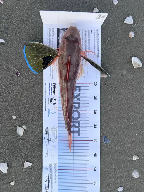 Other Species