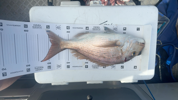 Snapper