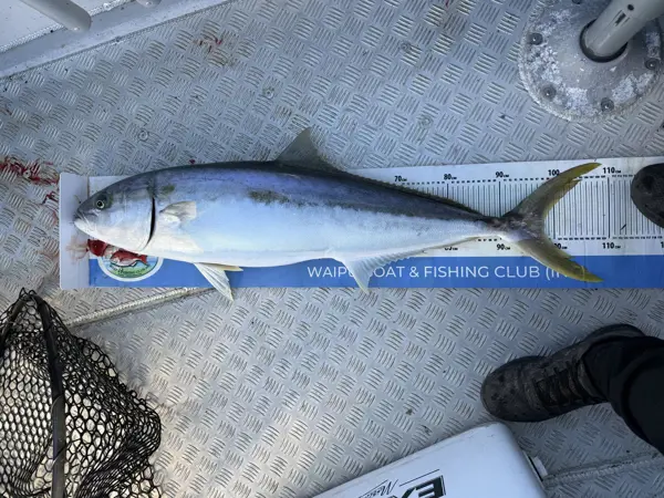 Kingfish