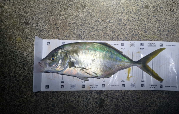 Trevally