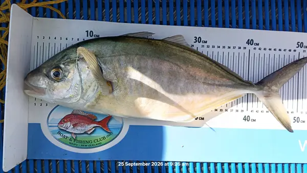 Trevally