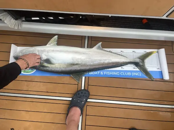 Kingfish