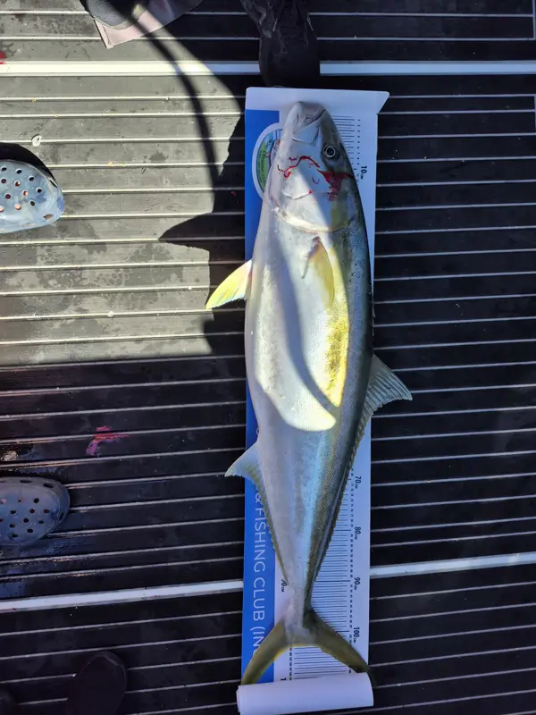 Kingfish