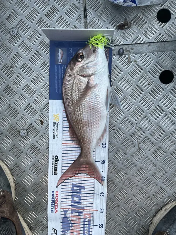 Trevally