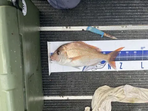 John Dory