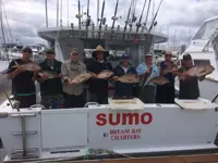 Sumo